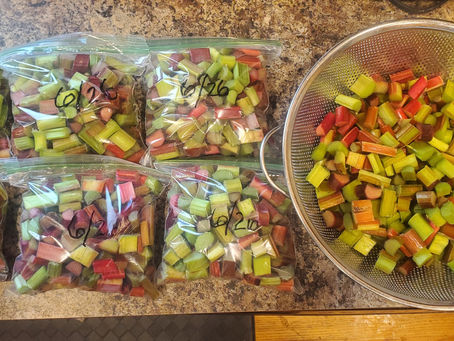 State Senate Candidate Anthony Kathol shares a favorite summer rhubarb cake recipe