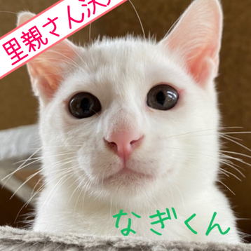 okinagi.png