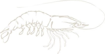 Prawn_illustration_light_flip.png