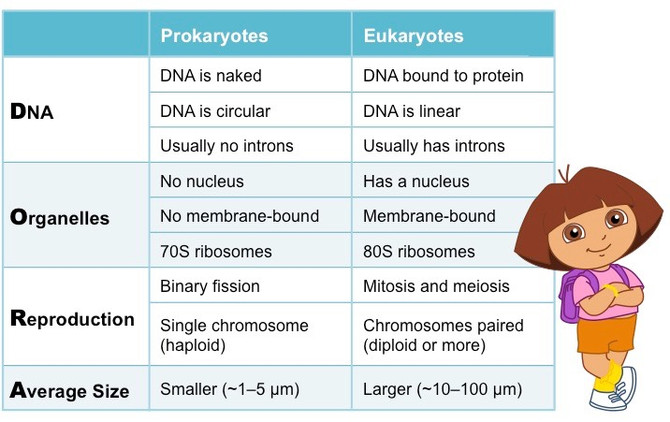Five High School Biology Study Tips!