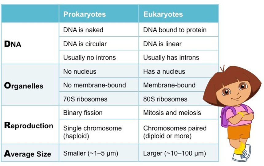 Five High School Biology Study Tips!