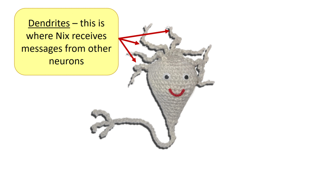 neuron stucture