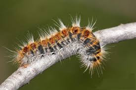 Proceionaria