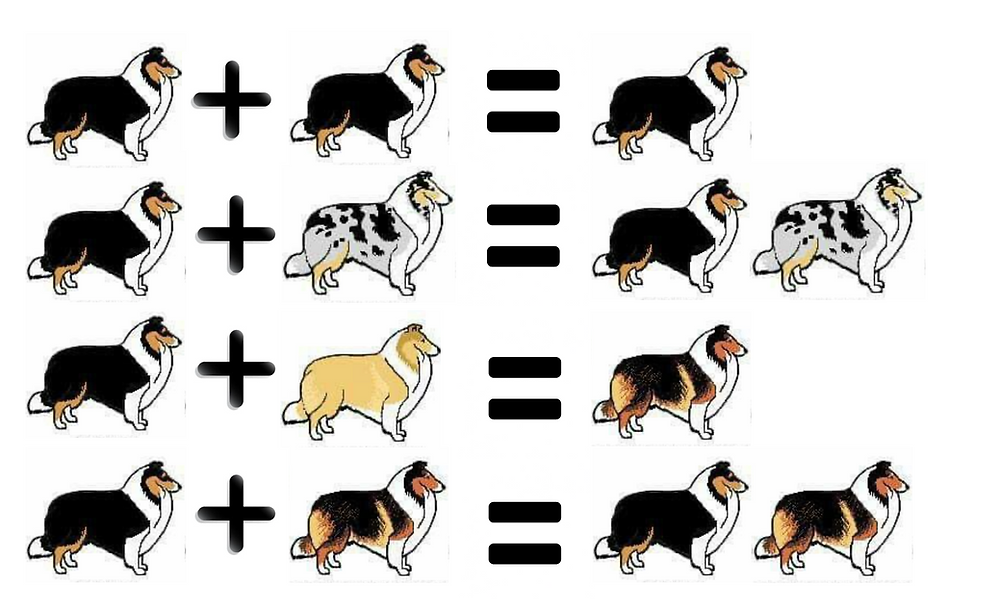 los colores del rough collie