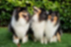 rough collie tricolor