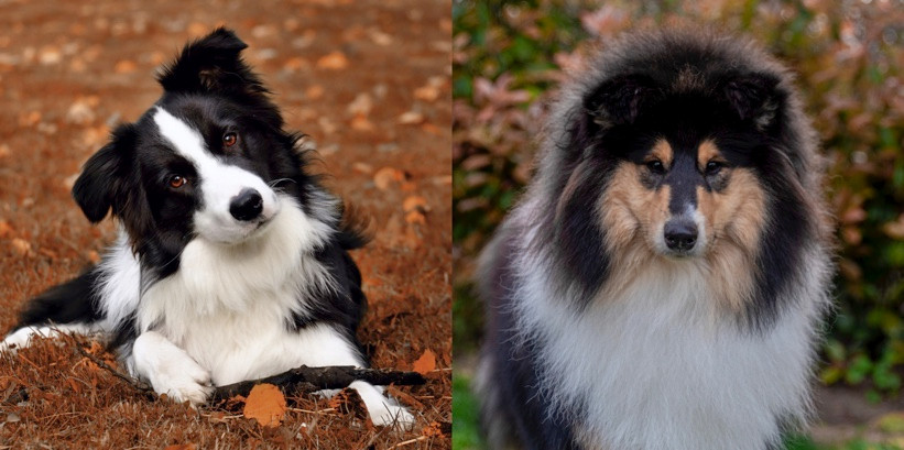 Border Collie vs Rough Collie