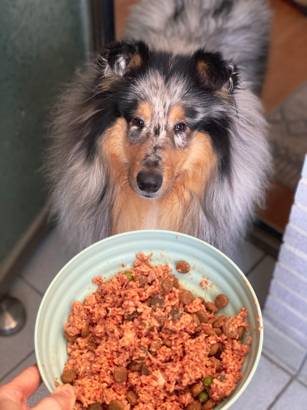 Little Hollywood Collies