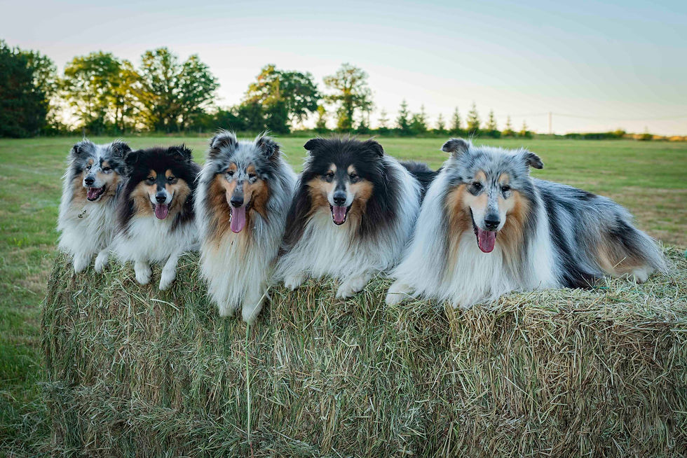 Falsos mitos sobre perros
