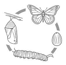 ciclo procesionaria