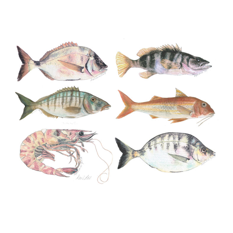 Painting fish in watercolour