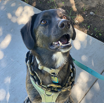 Lido With Chain.jpeg