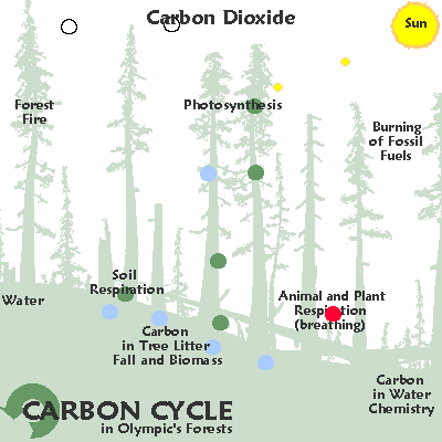 Carbon_Cycle-animated_forest