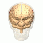 Supramarginal_gyrus_animation_small