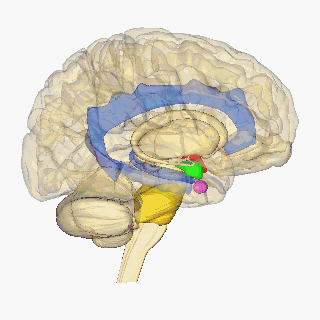 Rotating_brain_colored