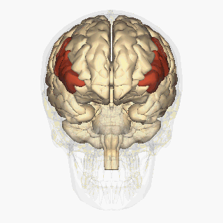 Inferior_frontal_gyrus_-_animation