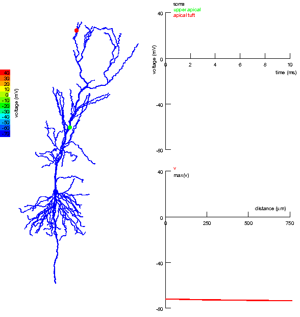 Coincidence_detection_in_dendrites_of_pyramidal_neurons