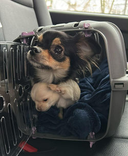 POPPY 1 AN ET SON CHIOT