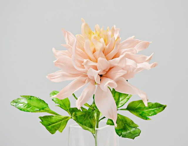 Mandy 's Dhalia