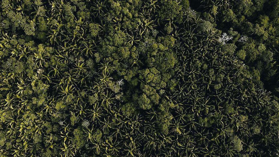 Cuidado de la biodiversidad de la selva del sur de México a través del aprovechamiento forestal sostenible