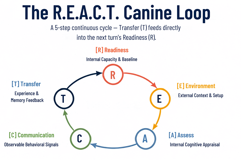 Diagram illustrating the five stages of the R.E.A.C.T.