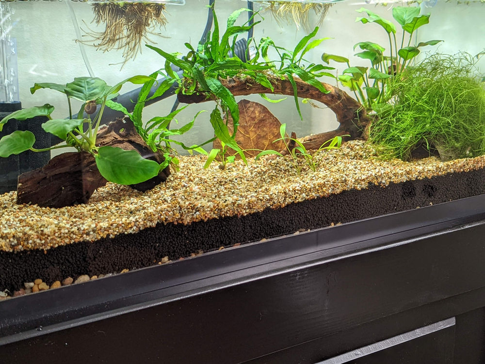 Spawning Report Microctenopoma ansorgii | Potomac Valley Aquar