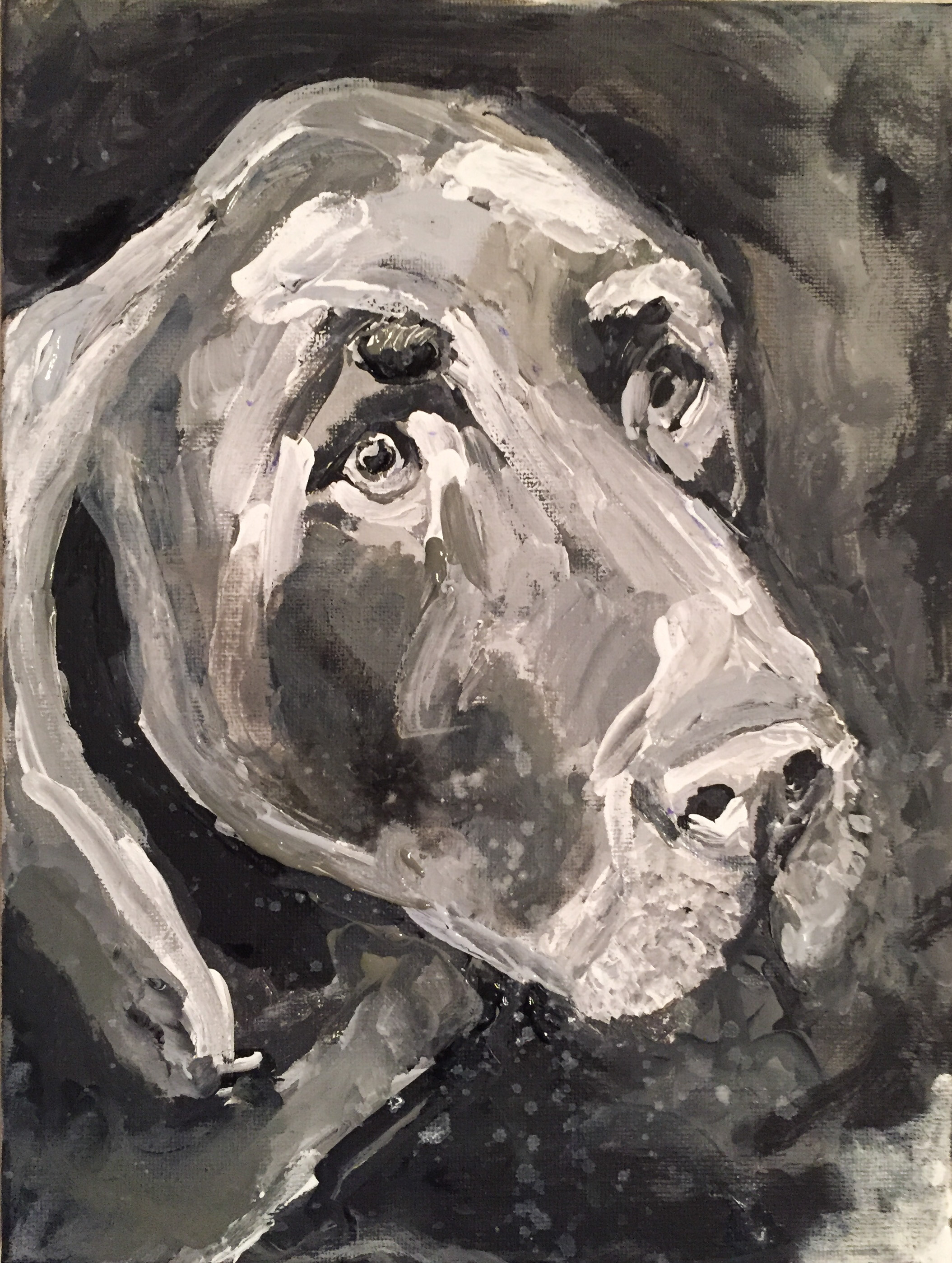 Semper the Dog