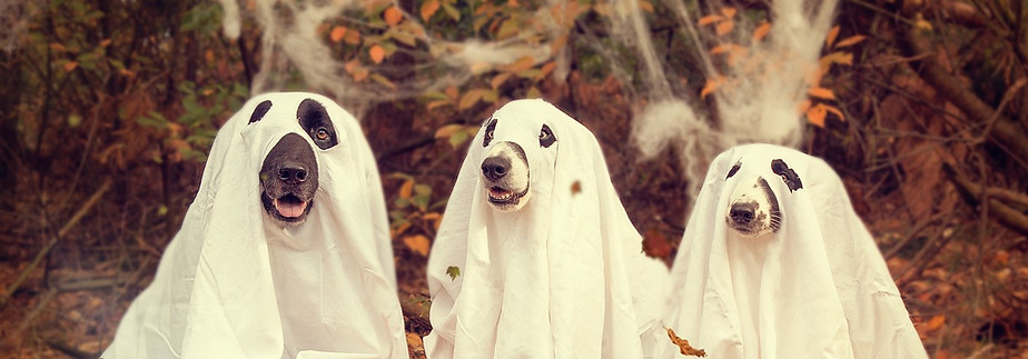 Dogs in ghostly costume - phantom pregnancy