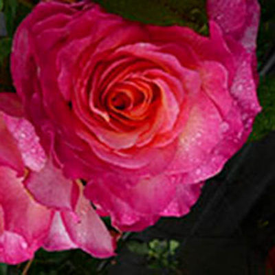 Rosenblüte Gefüllt Rosa; Typ Gorgeous