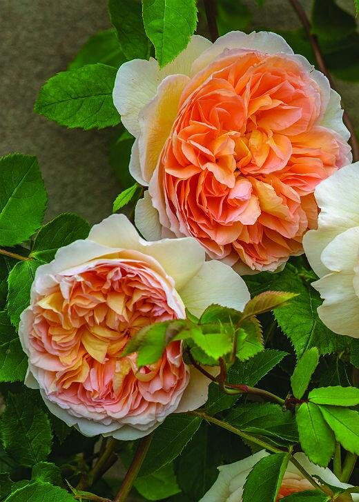 Rosenblüte orange-gelb