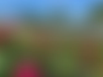 Rosenzeit in Dussnang – wenn 250 Rosen blühen