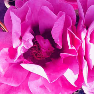 Rosenblüte pink halbgefüllt; Typ Strandperle Norderney