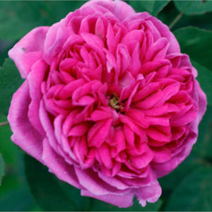 Rose Rose de Resh - Blüte rosa gefüllt