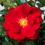Miniaturbild: Rosenblüte rot mit gelbem Herz einfach