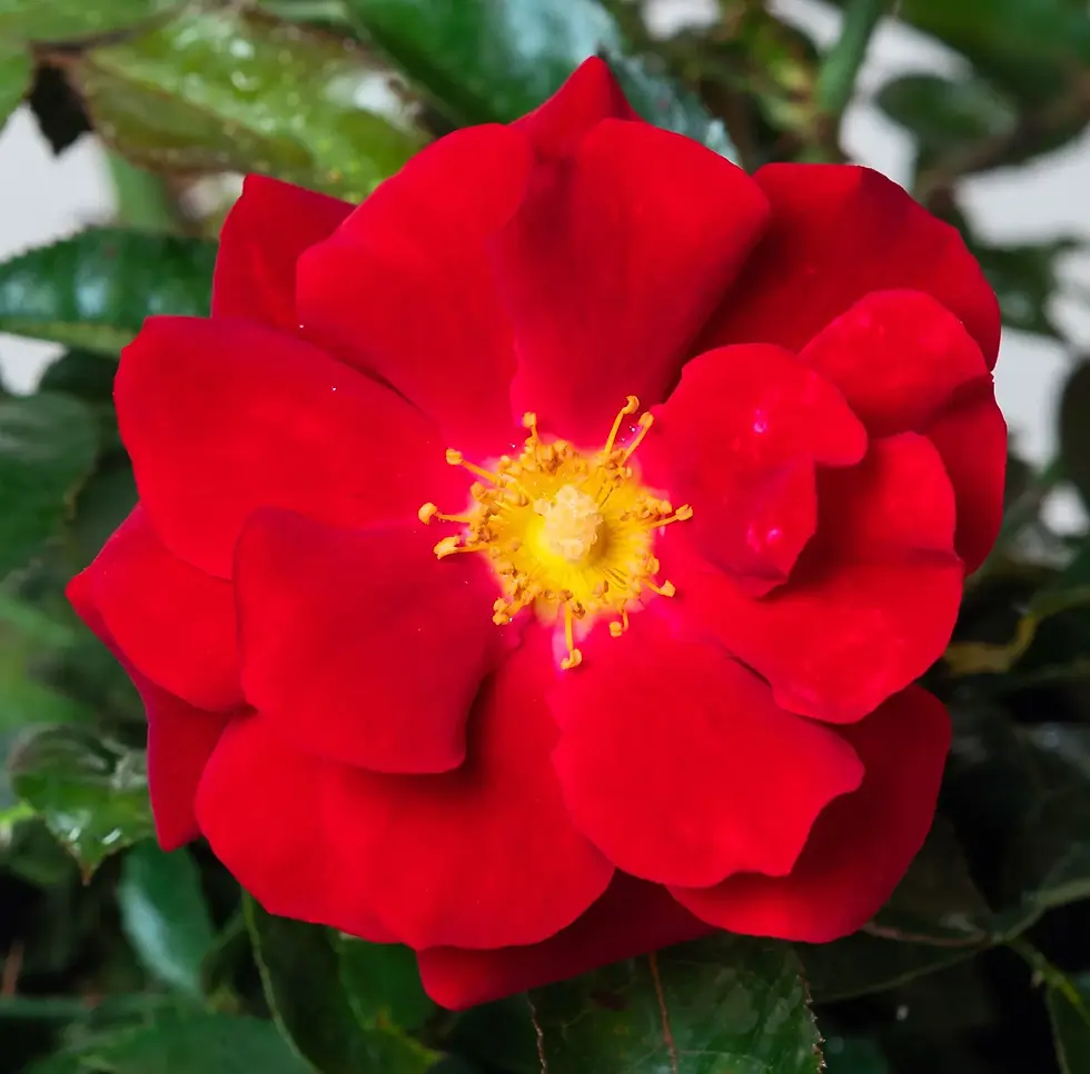 Rosenblüte rot mit gelbem Herz einfach