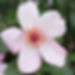 Rosenblüte pastellrose Typ Sweet Pretty