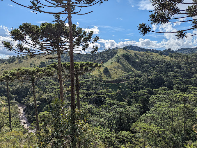 Horto Florestal