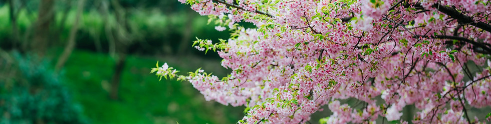 pexels-rui-wang-16615369-11216385.jpg