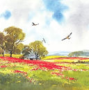 Red Kites Poppies