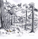 Wendover Woods 566