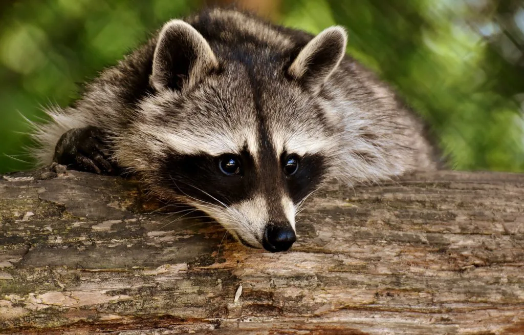 proteger-a-los-animales-1024x654.jpg.webp