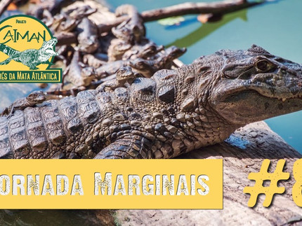 Reprodução do jacaré-de-papo-amarelo - Jornada "Marginais" cap. #8