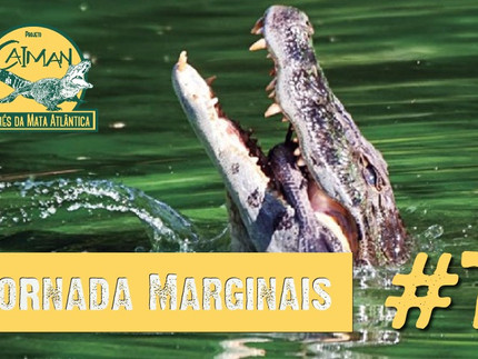 A alimentação do jacaré-de-papo-amarelo - Jornada "Marginais" Cap.#7