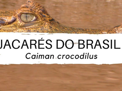 Jacarés dos Brasil #3 - Caiman crocodilus