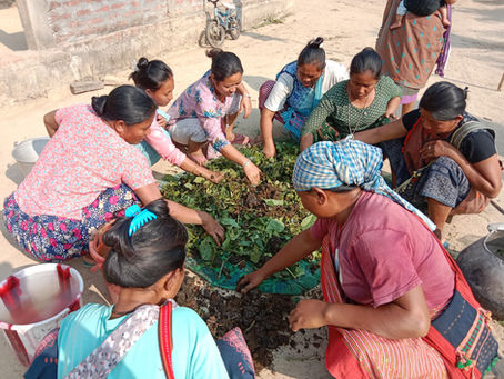 Democratizing Tea: The Collaborative Model Behind equifarm tea's Success