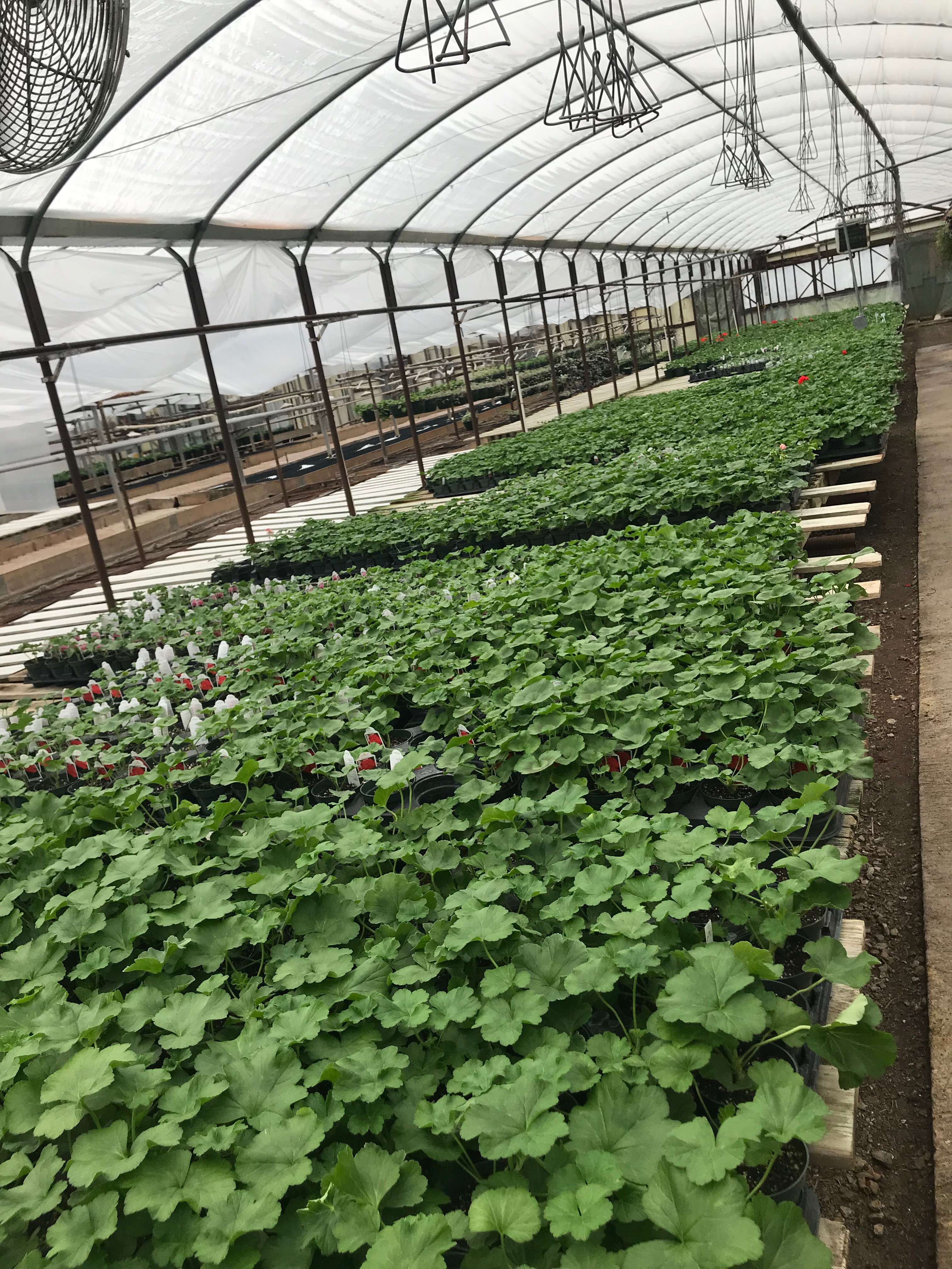 Springfield MO Garden Center & Nursery
