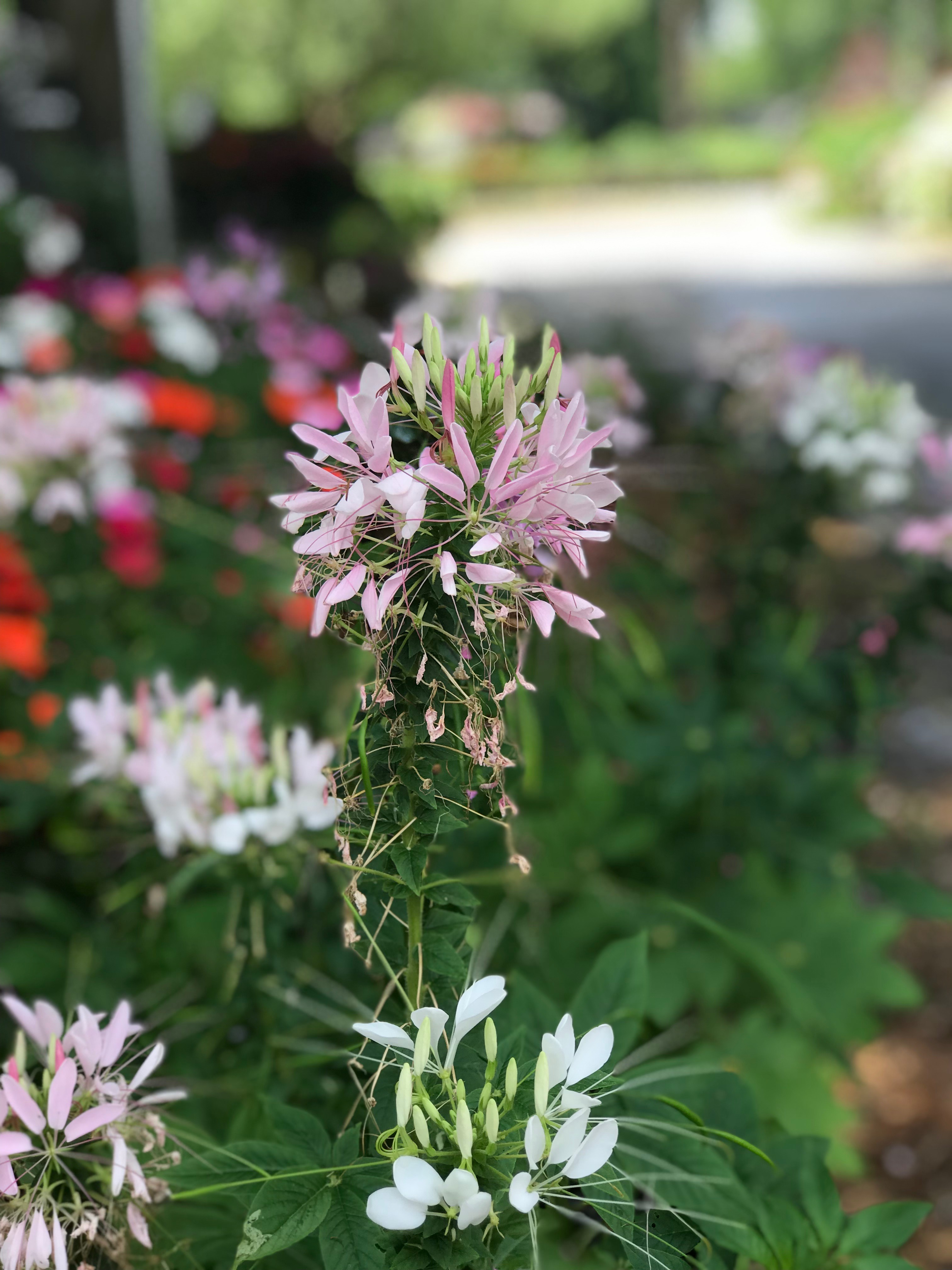 Springfield MO Garden Center & Nursery