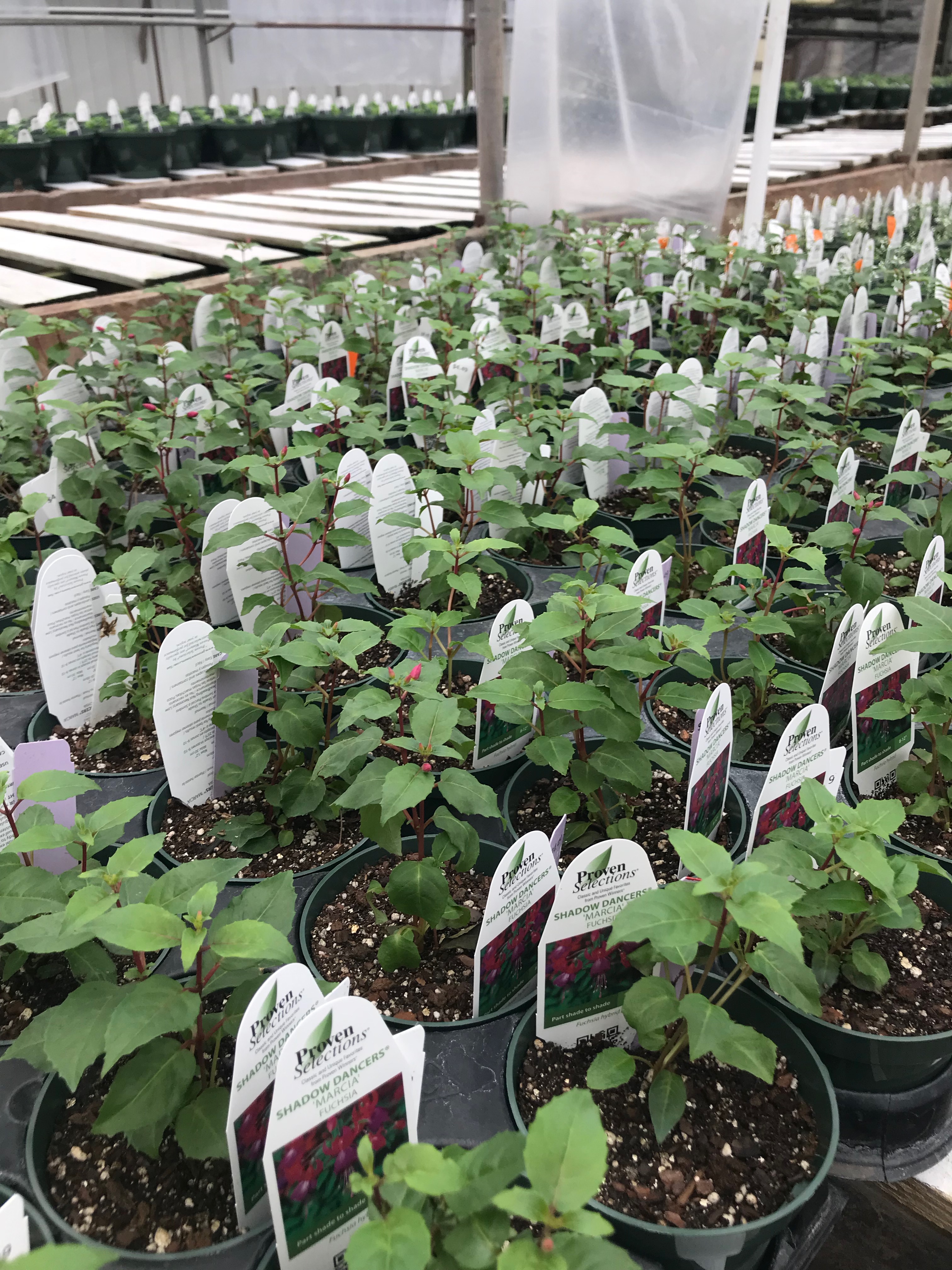 Springfield MO Garden Center & Nursery