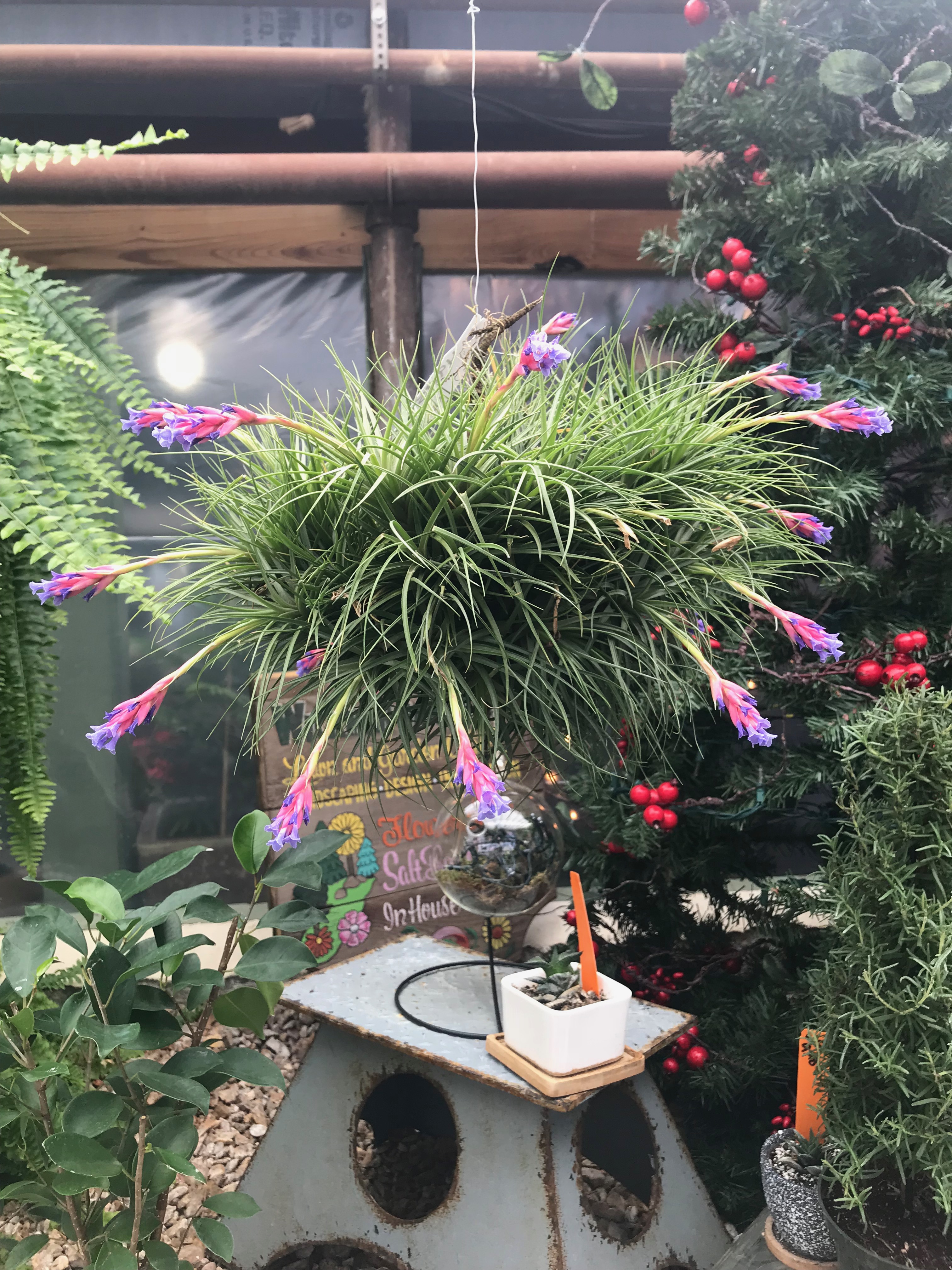 Springfield MO Garden Center & Nursery