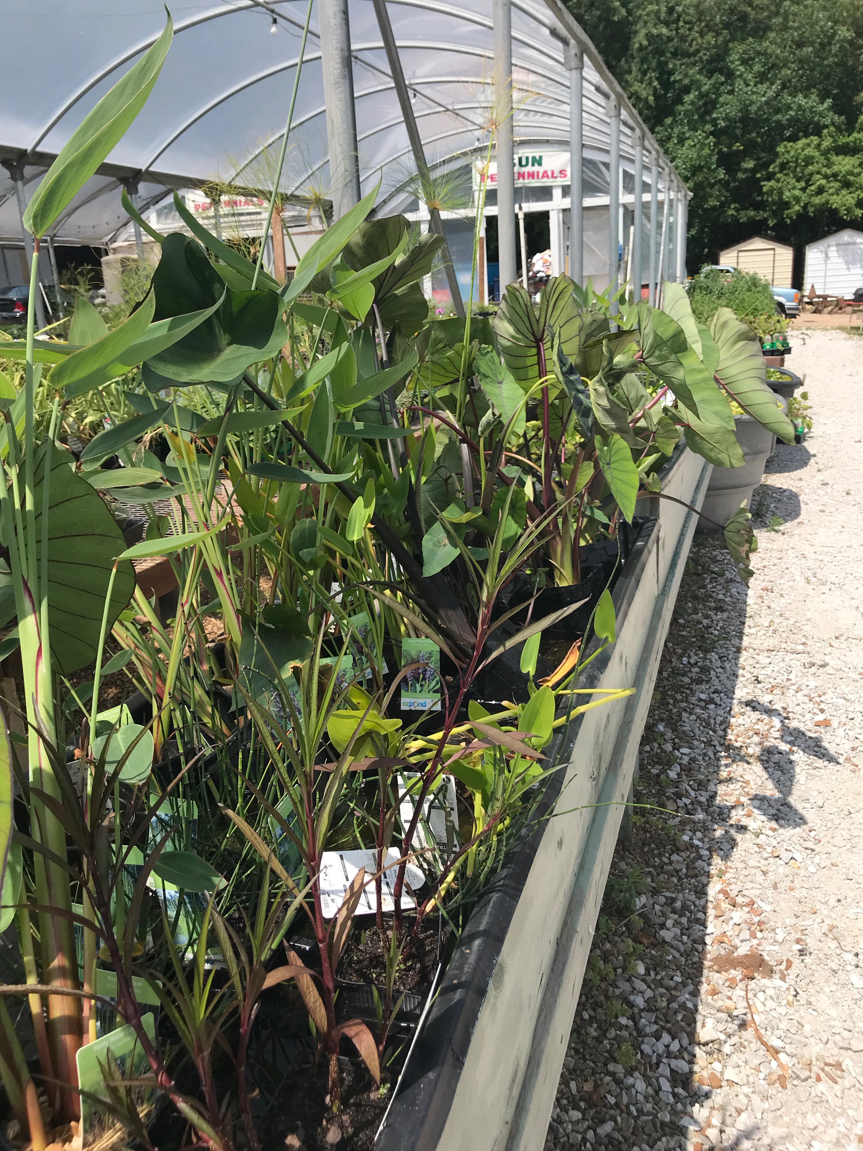 Springfield MO Garden Center & Nursery