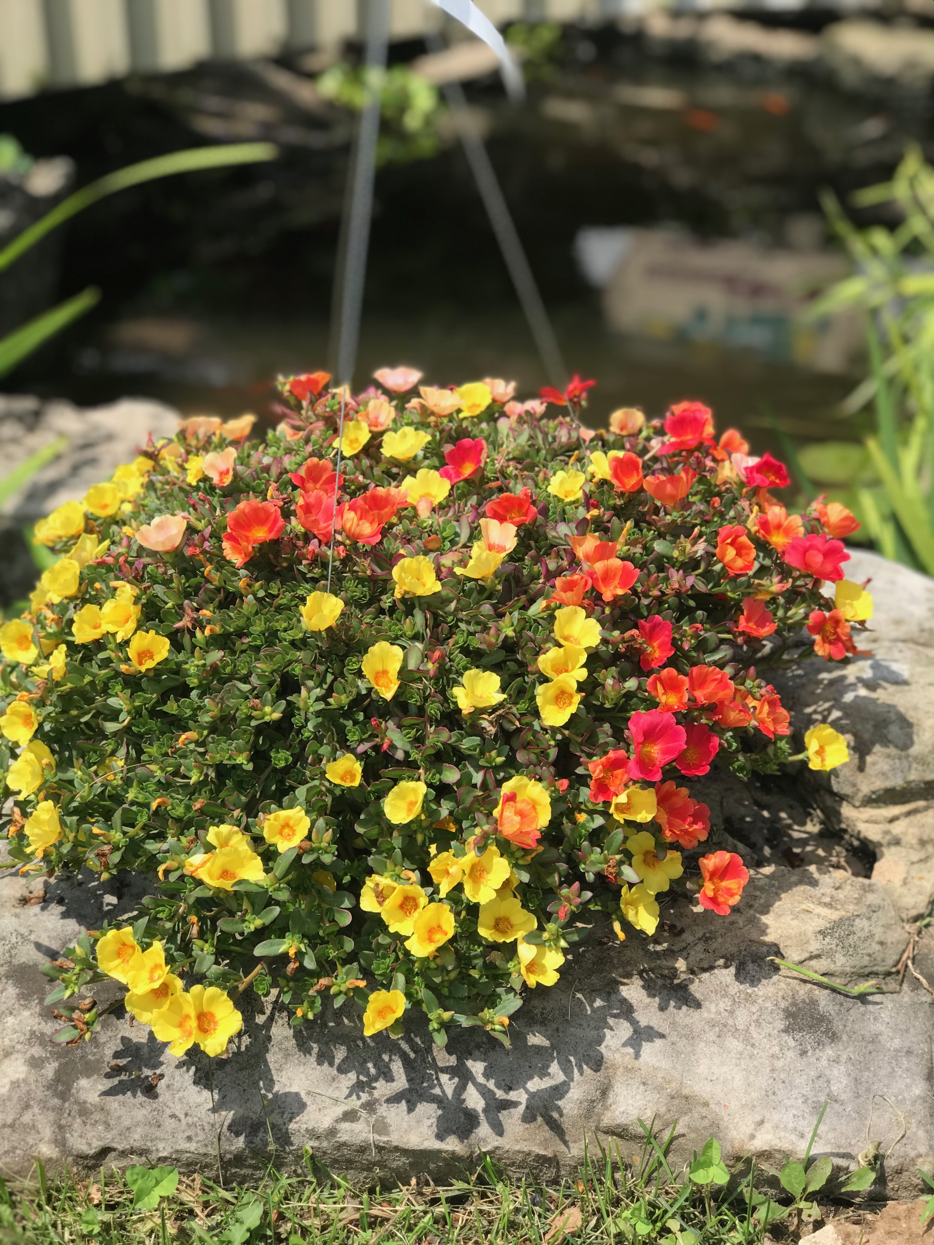 Springfield MO Garden Center &amp; Nursery